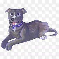 犬鼻杂交犬-空若网 犬鼻杂交犬-空若网