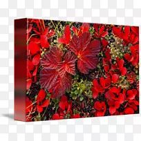 花卉设计植物黄莓切花落叶花-空若网 花卉设计植物黄莓切花落叶花-空若网