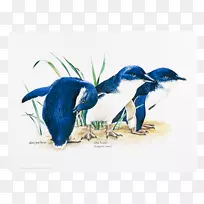 澳大利亚的小企鹅考拉企鹅-空若网 澳大利亚的小企鹅考拉企鹅-空若网