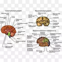 人脑中枢神经系统大脑皮层-空若网 人脑中枢神经系统大脑皮层-空若网