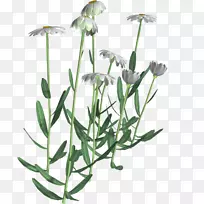 开花植物甘菊普通菊花-空若网 开花植物甘菊普通菊花-空若网