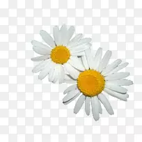 鸟类动物博客-鸟-空若网 鸟类动物博客-鸟-空若网