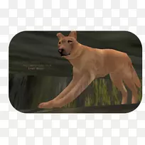 犬种动物鼻子-金毛猎犬-空若网 犬种动物鼻子-金毛猎犬-空若网