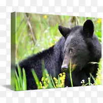 野生动物陆生动物鼻子黑熊-空若网 野生动物陆生动物鼻子黑熊-空若网