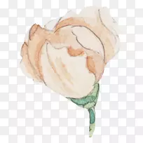 Seashell��֯����������-seashell-������