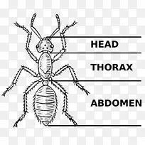 甲虫,有趣的昆虫,蝴蝶,昆虫形态-蚁群-空若网 甲虫,有趣的昆虫,蝴蝶,昆虫形态-蚁群-空若网