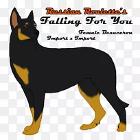 澳洲海带猫狗品种-猫-空若网 澳洲海带猫狗品种-猫-空若网