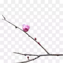 梅花-梅花创意-空若网 梅花-梅花创意-空若网