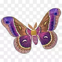 毛茸茸的蝴蝶飞蛾蝴蝶昆虫剪贴画蝴蝶-空若网 毛茸茸的蝴蝶飞蛾蝴蝶昆虫剪贴画蝴蝶-空若网