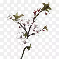 绘图下载-梅花-空若网 绘图下载-梅花-空若网