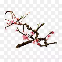 枝条樱花春植物茎瓣李花-空若网 枝条樱花春植物茎瓣李花-空若网