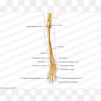 手指草线角图-线-空若网 手指草线角图-线-空若网