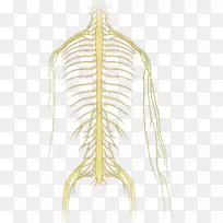 树肩商品线-树-空若网 树肩商品线-树-空若网