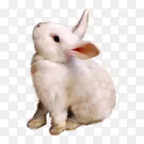 ����Ұ��Ƥë�������-����-������