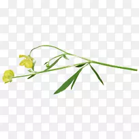 花园黄橙花-空若网 花园黄橙花-空若网