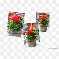 花卉设计花盆切花室内植物花卉-空若网 花卉设计花盆切花室内植物花卉-空若网