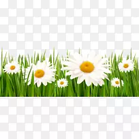 °×ÈýÒ¶²Ý²Ýƺ²Ý°×»¨Åè¾°-¿ÕÈôÍø °×ÈýÒ¶²Ý²Ýƺ²Ý°×»¨Åè¾°-¿ÕÈôÍø