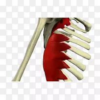 Serratusǰ��Serratus���¼�ϵͳSerratus���ϼ�-los Huesos del cuerpo��-������