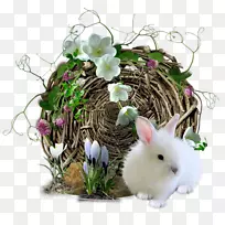 复活节兔子-可爱的兔子-空若网 复活节兔子-可爱的兔子-空若网