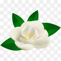 剪贴画-玫瑰花透明剪贴画图像-空若网 剪贴画-玫瑰花透明剪贴画图像-空若网