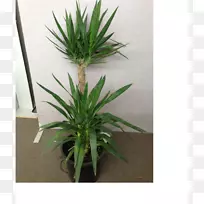 室内植物花盆草槟榔树-空若网 室内植物花盆草槟榔树-空若网