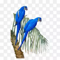 鸟类松鼠跑-鸟-空若网 鸟类松鼠跑-鸟-空若网