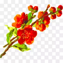 插画-梅花水彩画-空若网 插画-梅花水彩画-空若网