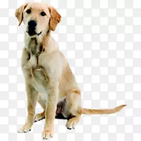 新几内亚歌狗小狗-狗PNG图片,下载,狗-空若网 新几内亚歌狗小狗-狗PNG图片,下载,狗-空若网