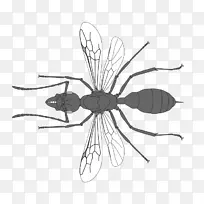 昆虫线条艺术传粉器剪贴画昆虫-空若网 昆虫线条艺术传粉器剪贴画昆虫-空若网