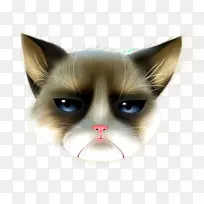 胡须猫,家用短毛猫鼻子-小猫-空若网 胡须猫,家用短毛猫鼻子-小猫-空若网