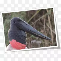 喙动物-动物-空若网 喙动物-动物-空若网