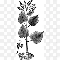 丁香开花植物/m/02csf-草药绘图-空若网 丁香开花植物/m/02csf-草药绘图-空若网