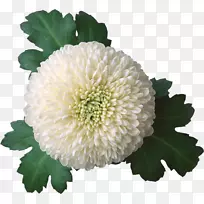 菊花插花艺术-水彩画花卉创意插画-空若网 菊花插花艺术-水彩画花卉创意插画-空若网