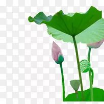 叶芽植物茎花莲花芽-空若网 叶芽植物茎花莲花芽-空若网