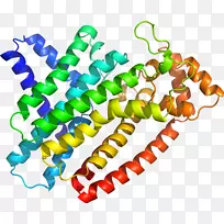 人体珠宝线有机体剪贴画线-空若网 人体珠宝线有机体剪贴画线-空若网