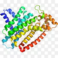 人体珠宝线有机体剪贴画线-空若网 人体珠宝线有机体剪贴画线-空若网
