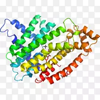 人体珠宝线有机体剪贴画线-空若网 人体珠宝线有机体剪贴画线-空若网