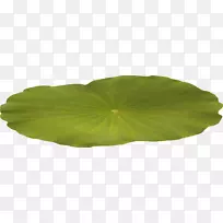 中央博客玉兰禅-荷叶-空若网 中央博客玉兰禅-荷叶-空若网