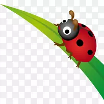 甲虫叶女鸟甲虫-空若网 甲虫叶女鸟甲虫-空若网