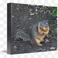 狐狸松鼠动物野生动物-松鼠-空若网 狐狸松鼠动物野生动物-松鼠-空若网