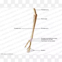 手指线角字体线-空若网 手指线角字体线-空若网