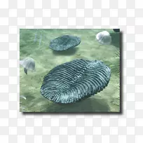 海洋生物动物-动物-空若网 海洋生物动物-动物-空若网