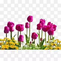 郁金香花夹艺术-郁金香-空若网 郁金香花夹艺术-郁金香-空若网