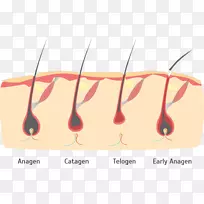 手指人类头发生长毛囊脱发-头发-空若网 手指人类头发生长毛囊脱发-头发-空若网