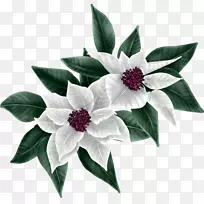 切花开花植物普通丁香快车吻-空若网 切花开花植物普通丁香快车吻-空若网