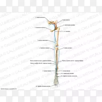 小枝昆虫系植物茎角昆虫-空若网 小枝昆虫系植物茎角昆虫-空若网