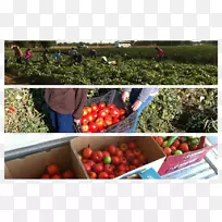 ����ũҵũ��ʳƷ-����-������