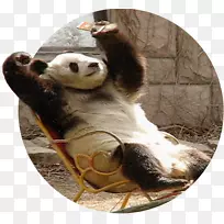 大熊猫皮毛鼻子-空若网 大熊猫皮毛鼻子-空若网