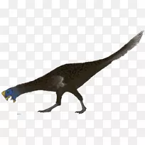 喙动物羽毛野生动物尾巴羽毛-空若网 喙动物羽毛野生动物尾巴羽毛-空若网