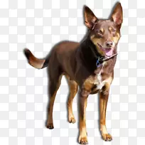 奥姆克猎犬澳大利亚凯尔皮杰克的K9地点寄宿狗舍和猫澳大利亚牛狗-动物旅馆-空若网 奥姆克猎犬澳大利亚凯尔皮杰克的K9地点寄宿狗舍和猫澳大利亚牛狗-动物旅馆-空若网